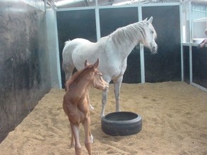 Joda Saphire & Filly by Red Hot Luv'a